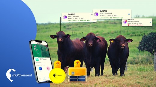 GPS Ear Tags for Cattle
