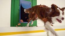 5 comments | Petco on Reels | Facebook