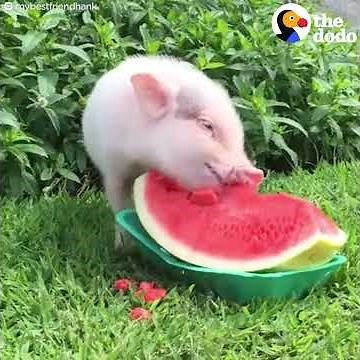 Cute Animals Eating Watermelon Compilation | The Dodo