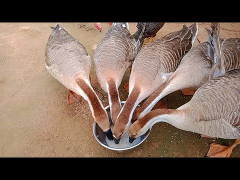 Raising geese in the village of people at home