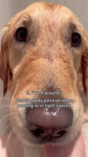 5 practical commands to teach your dog #dogtips #dogtraining