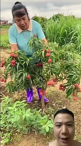 Growing Lychee Trees for a Bumper Harvest! 🌱🍒 #Lychee #LycheeTree #farming