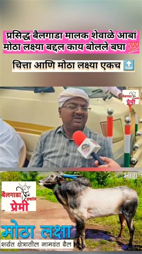 शेवाळे आबा मोठा लक्ष्या बद्दल काय बोलले बघा 💯🥹#lakshya #bakasur #mathur1001 #bull #महिब्या #नाद #cow