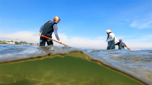 Barnstable Harbor finfish and shellfish survey underway, part of harbor preservation plan