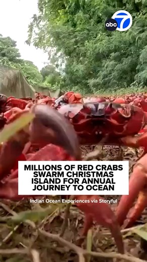 Red crab migration season, which sees millions of crabs make their way to the ocean to breed, kicked off on Australia’s Christmas Island, footage taken on October 22 showed. According to Parks Australia, red crabs emerge en masse from all over the island and make their way to the ocean to breed every year. This drone footage, filmed by Indian Ocean Experiences, shows the crabs crawling down a road on their journey to the shore. | ABC 7 Chicago