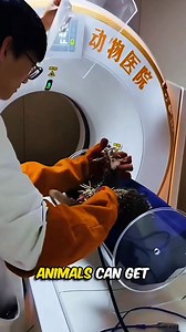 🐾 Did you know this about vet CT scans? 🐾 It might look unusual, but there’s a good reason veterinarians sometimes place small animals in a soft pouch before a CT scan. 🐱💙 CT scanners use X-rays to capture extremely detailed images, and even the tiniest movement can blur the results. Loud noises and unfamiliar machines can scare small animals, so the gentle pouch helps them feel safe, calm, and still during the scan. It’s like a comforting wrap — reducing stress while helping vets get the cl