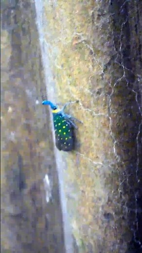 Eating Bugs to Save the Planet!