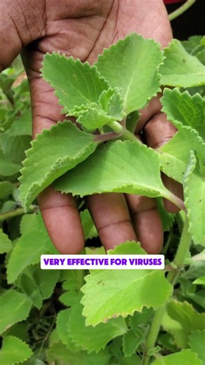 Do you know this broadleaf herb? #wellnesstips #holistichealth #NaturalHealing