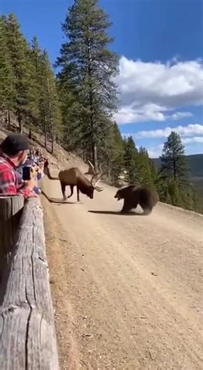 Elk and Bear Clash Ends With Both Tumbling Down Mountainside A dramatic wildlife confrontation unfolded on a narrow mountain road when a bull elk and a bear squared off just feet from shocked onlookers, ending with both animals plunging over a steep cliff. The footage shows a tense standoff as the elk lowers its antlers and stamps the ground, refusing to yield space. The bear approaches cautiously, swaying and huffing, clearly unwilling to retreat but wary of the elk’s size and antlers. Dust han