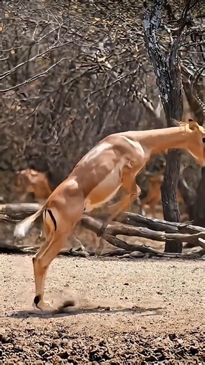 A powerful run of a wild deer in nature 🦌🔥 #shorts #africantribe #shortsfeed