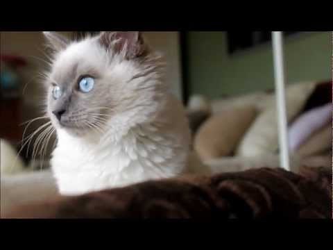 Ragdoll Kitten Lucy at 18 Weeks Old.