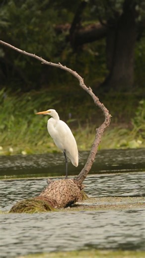 The Great Egret 🤗🥰