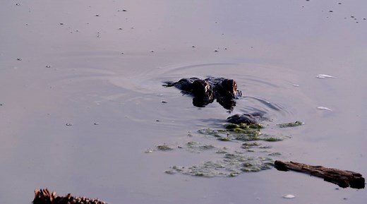 19K views · 559 reactions | Are you ready to experience The Witch Golf Course Myrtle Beach? | Play Golf Myrtle Beach | Facebook