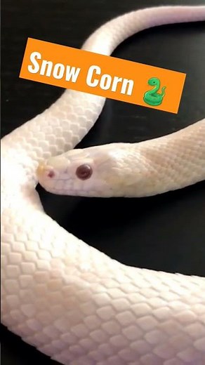 Snow Corn Snake Breeding Result!