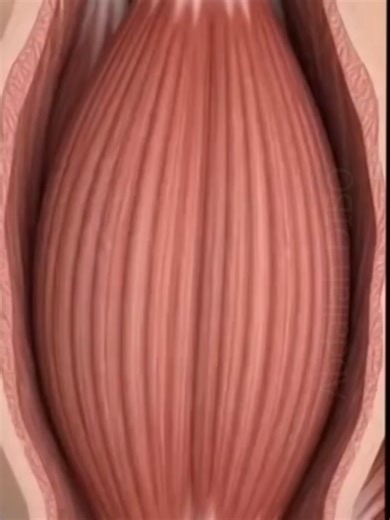 Croissance musculaire expliquée – Comment tes muscles se reconstruisent #musculations #Bodybuilding