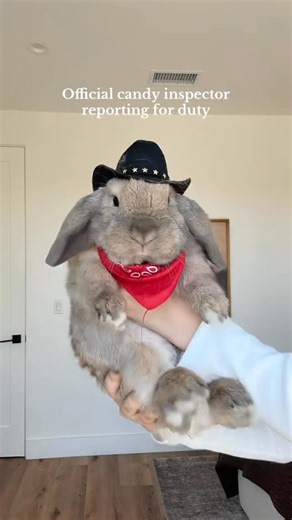 Theodore on Instagram: "Yeehaw • • #bunnylover #bunnyrabbit #bunnycomedy #bunnylife #bunniesofinstagram #lifewithabunny #rabbitsofinstagram #explore"