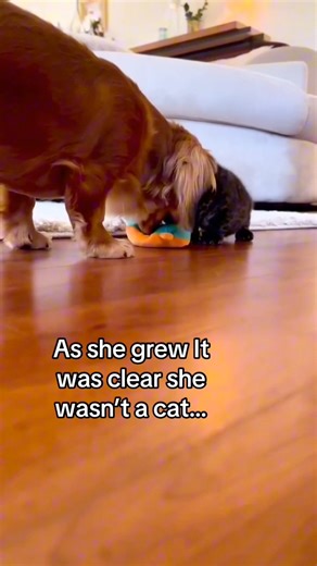 Cub was mistaken for a cat ❤️ #wholesome #animals | StoryTime