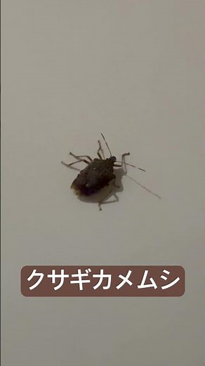 クサギカメムシ #カメムシ #クサギカメムシ #モストップ #害虫防除技術研究所 #害虫 #不快害虫 #農業害虫