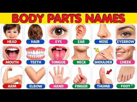 Body Parts Vocabulary for Kids | Human Body Parts Names with Fun Actions | Preschool Learning Video