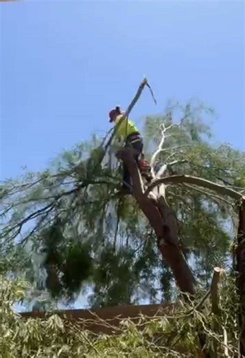 From overgrown to clean cut 🌳✨ Watch Tarzan Tree Co in action! Serving Las Vegas with expert tree trimming & removal. 📍 7AM–7PM daily 📧 support@tarzantreeco.com #TreeService #LasVegas #TreeTrimming #TarzanTreeCo