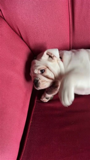 Lil fat dog defo was naughtier than fat potato is right now #foryou #fatdog #britishbulldog #fyp