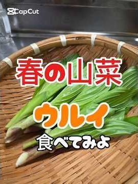 ウルイ 食べてみよ 春の山菜 #料理 #暮らしチャンネル #cookingおうちごはん