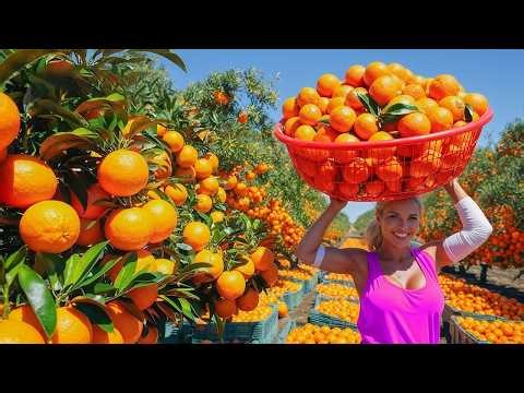 Orange Harvesting & Orange Juice Making Process in Factory