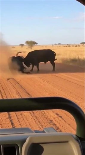 Raw Footage of a Powerful Bullfight Ending with a Violent Flip on the Plains
