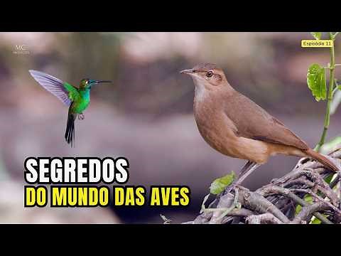 Secrets of the Bird World – Fascinating Nature – Full Documentary
