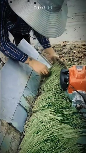 Advanced Technology in Rice Fields: Planting Rice with Modern Machines #AgriculturalInnovation