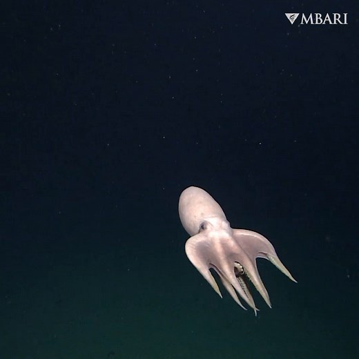 Cephalopod showing off 💥 ⁠ Deep-sea organisms use a variety of ways to swim. Most cephalopods, like this gliding Benthoctopus sp., have the ability to move by jet propulsion. Octopuses can move rapidly by forcefully squeezing water out of the siphon, and they can even control their movements by aiming their siphon in the desired direction. This one was observed pulsing its arms and jetting gracefully through the water. | MBARI