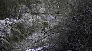 The Secret Forest Amur Leopard