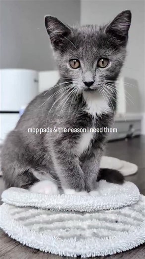 2.5K views · 174 reactions | 粒﫧什 #BabyCats #BabyCatRescue #BottleBabyRescue #TinyButMighty #KittenFosterLife #FosteringSavesLives #KittensOfInstagram #OrphanKittens #RescueKittens #FosterToAdopt #CatRescueNonprofit | FosterBabyCats | Facebook