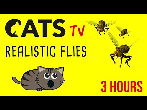 CAT TV - 3D Flies 🪰 for cats to watch - 3 HOURS