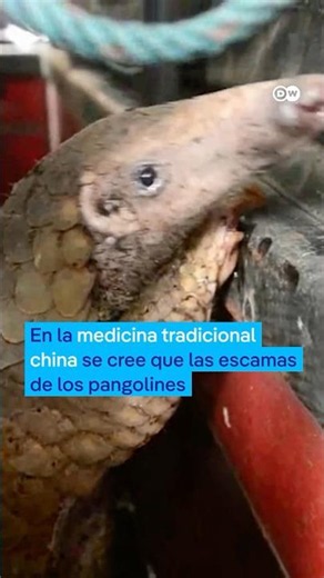 Las escamas protectoras de este adorable animal podrían causar su extinción #shorts