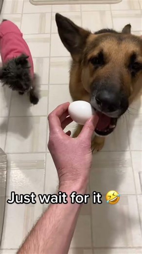 They say you can give a dog an egg and they’ll be gentle