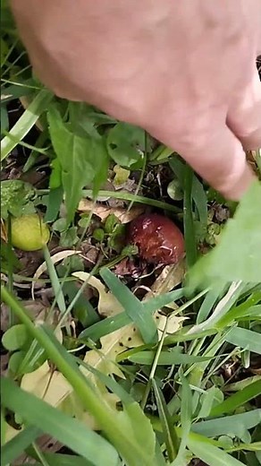 Management and Control. Stone fruit fly.