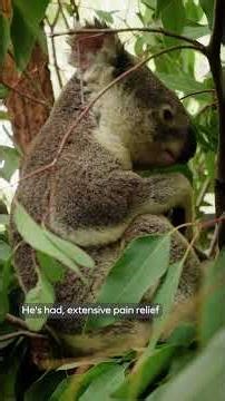 A special day after an incredible recovery for Harry the koala! 🐨