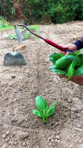 Small hoe digging holes for planting vegetables #shorts