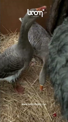 👽 Goose Hiss Turned Alien Roar - BOOM Library