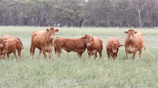 Sharp rise in cow prices reflects US demand