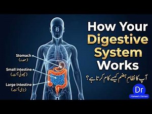 Human Digestive System Explained | How Food Travels Through Your Body | 3D Animation