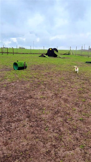 Robyn -The Puppy Dog Palace 🐶 (@robynellis81)’s videos with DAISIES - Justin Bieber