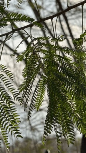 clip-3998863445-sunlight-shining-through-thin-tree-branches-young