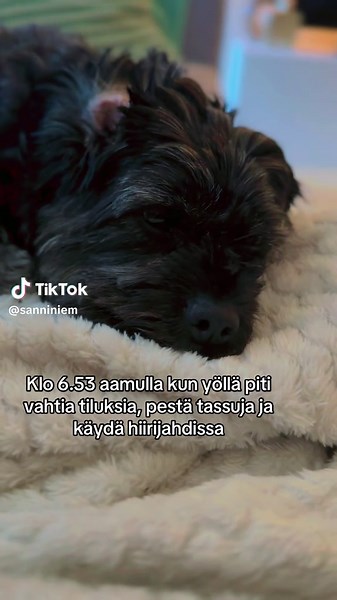 Jonkun täällä on noi yövuorotki hoidettava! 🫠 #koiranelämää#koiratsuomi #cavapoo#cavapoosoftiktok #sleepytime#untapalloon #yövuoro#yötyöt#ahkera #reipas