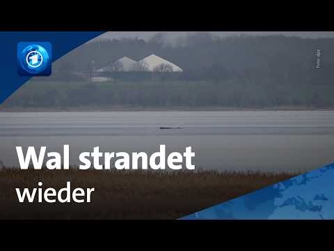 Buckelwal strandet erneut: Tier liegt vor Wismarer Bucht im flachen Wasser