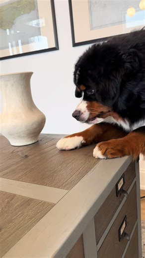 Why Dogs Love Fuzz: Exploring Furry Friend Obsessions