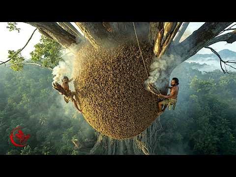 Hunting Giant Wild Honey: Climbing Trees at Dangerous Heights I Wild Honey Hunting