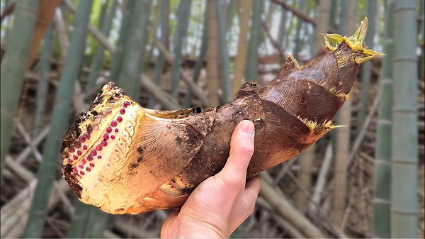 採れたてのタケノコをイノシシと一緒に食べてみた