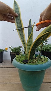 Snake plant propagation from leaves 🌱 #snakeplant #gardening #garden #plants #reels #trendingreel #trendingreelsvideo #facebookviral #facebookreelsviral #viralreels | Gardening Ideas